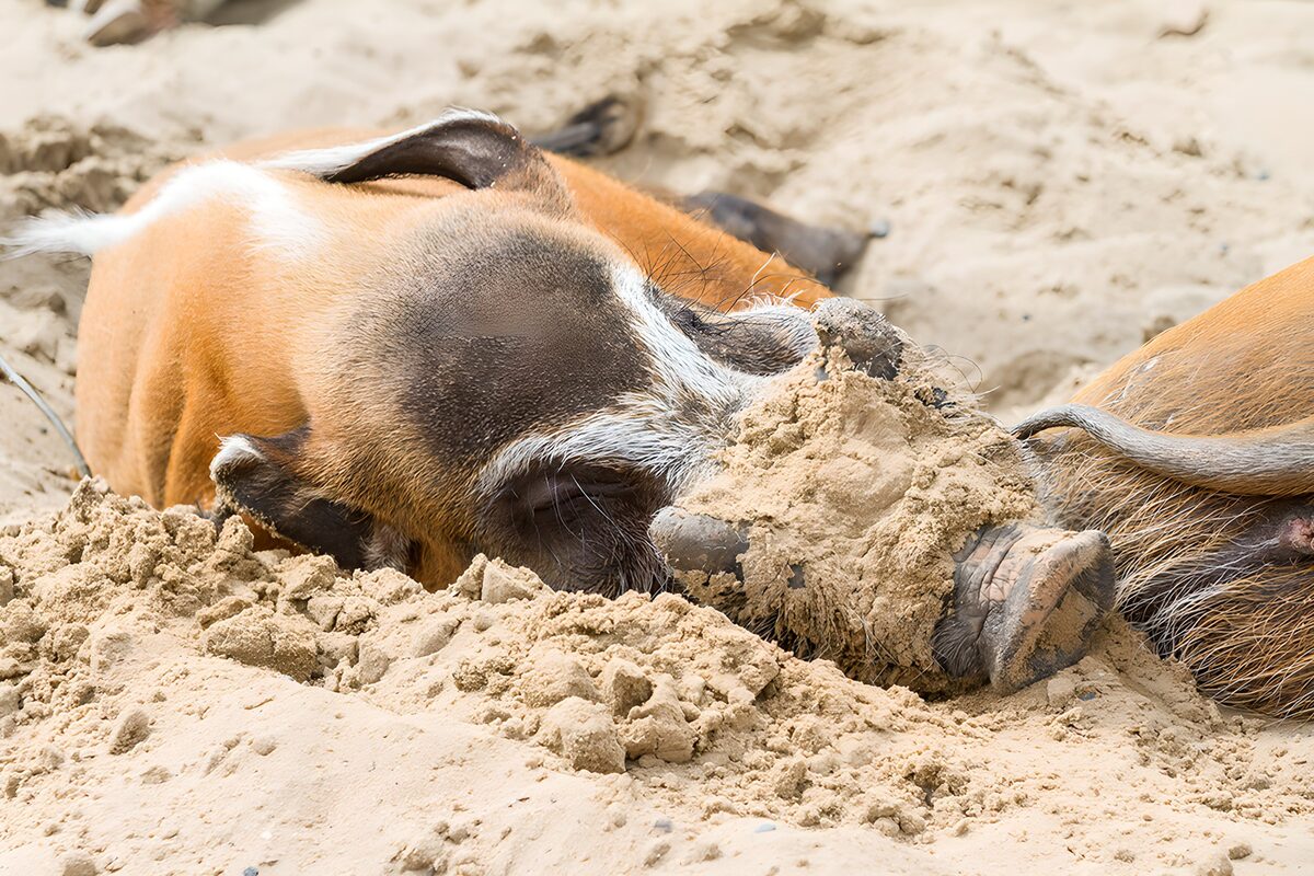 Two wild pigs asleep on pale sand