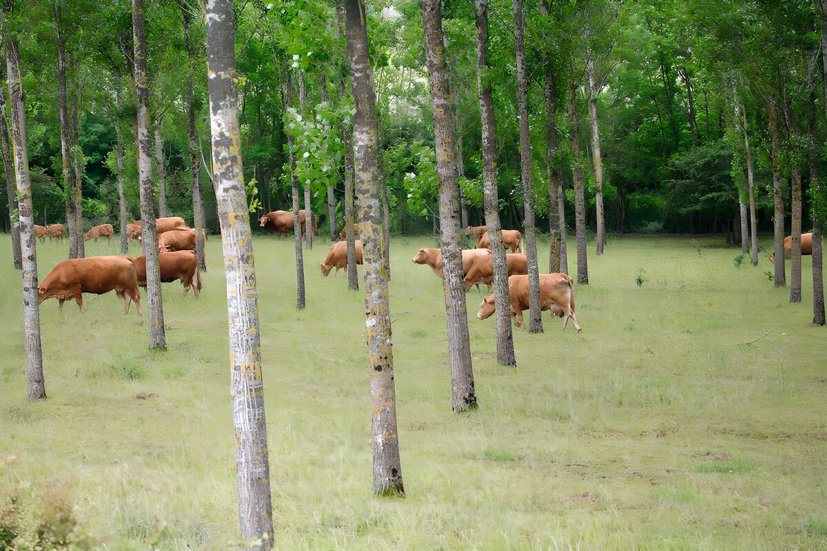 Brown cattle grazing in woodland shade