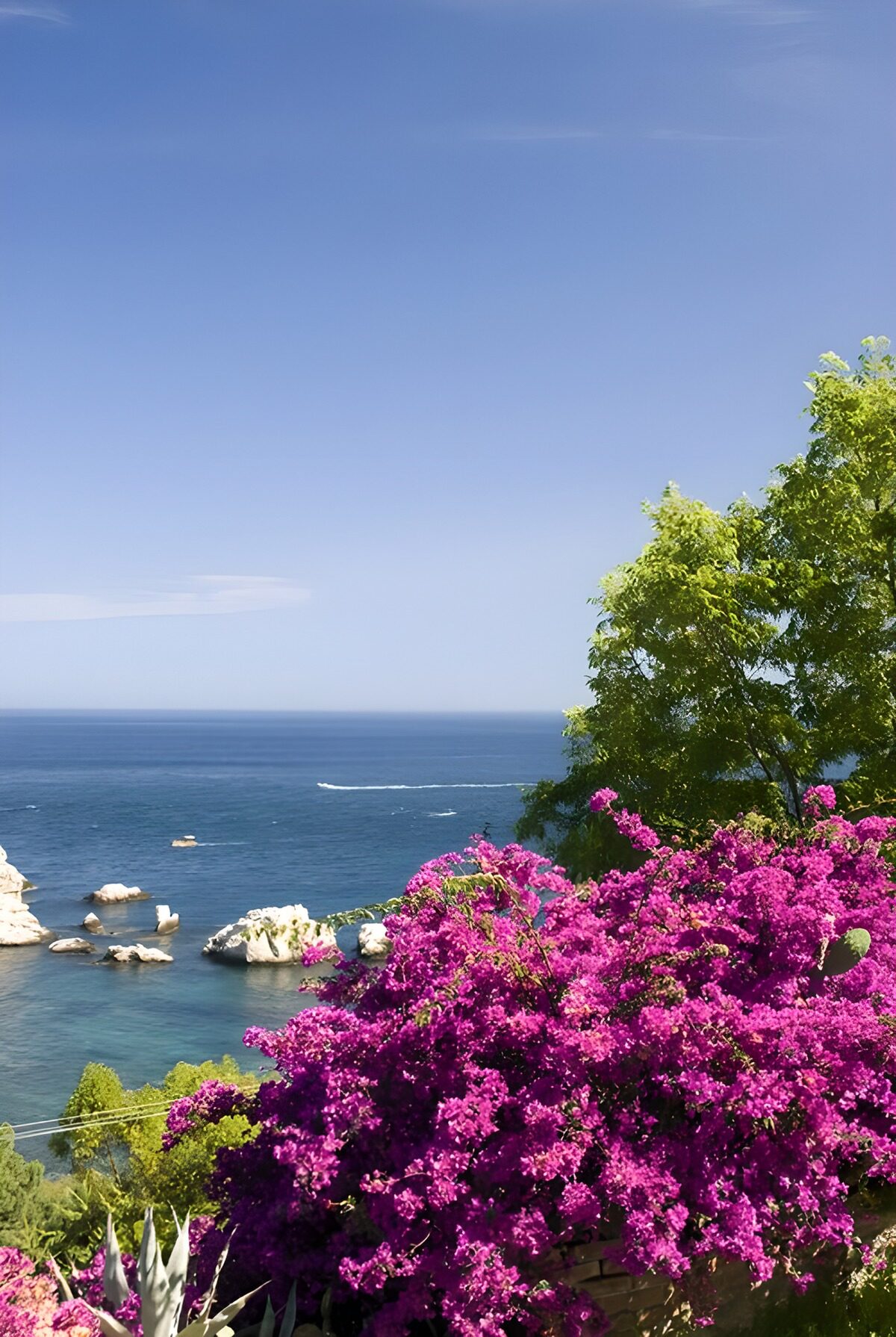 Bougainvillea above a sunlit turquoise sea