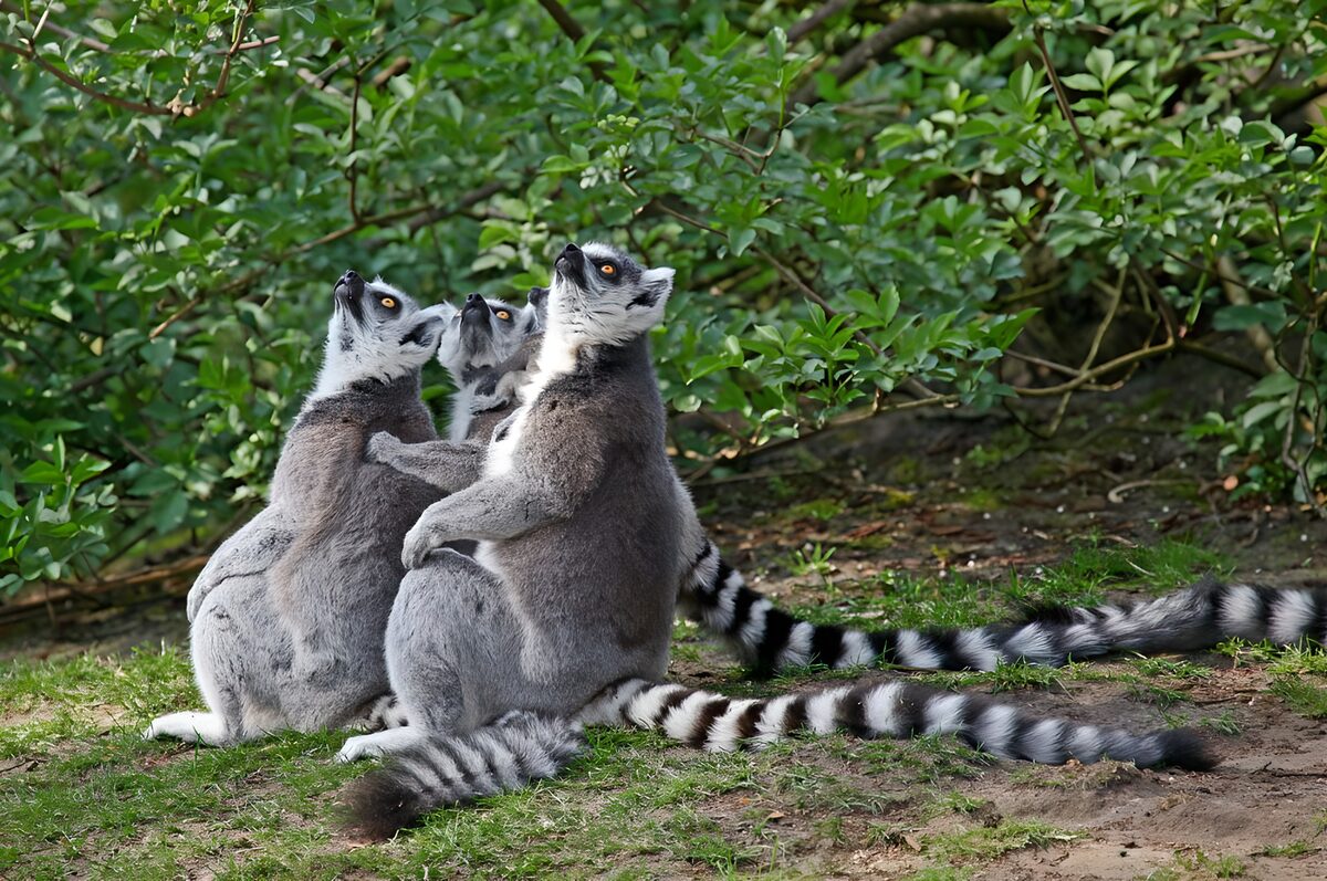 Three ring-tailed lemurs looking up