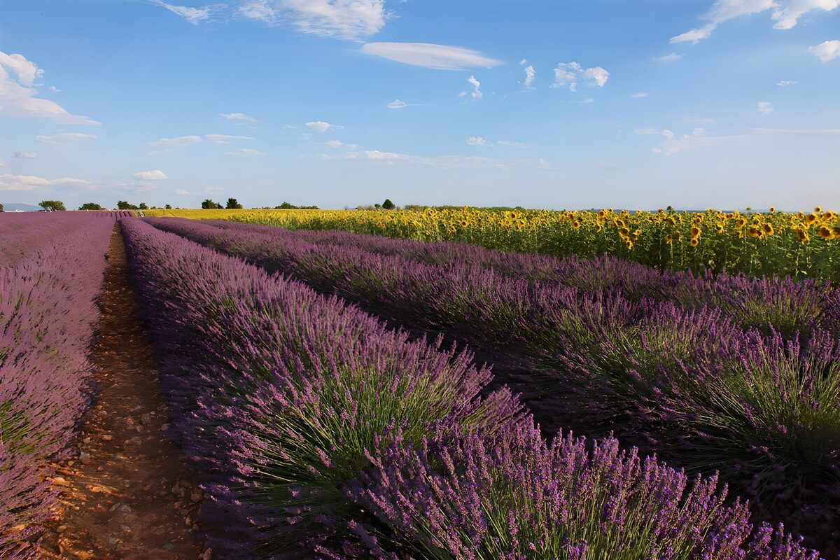 Lavender waves beneath a golden horizon