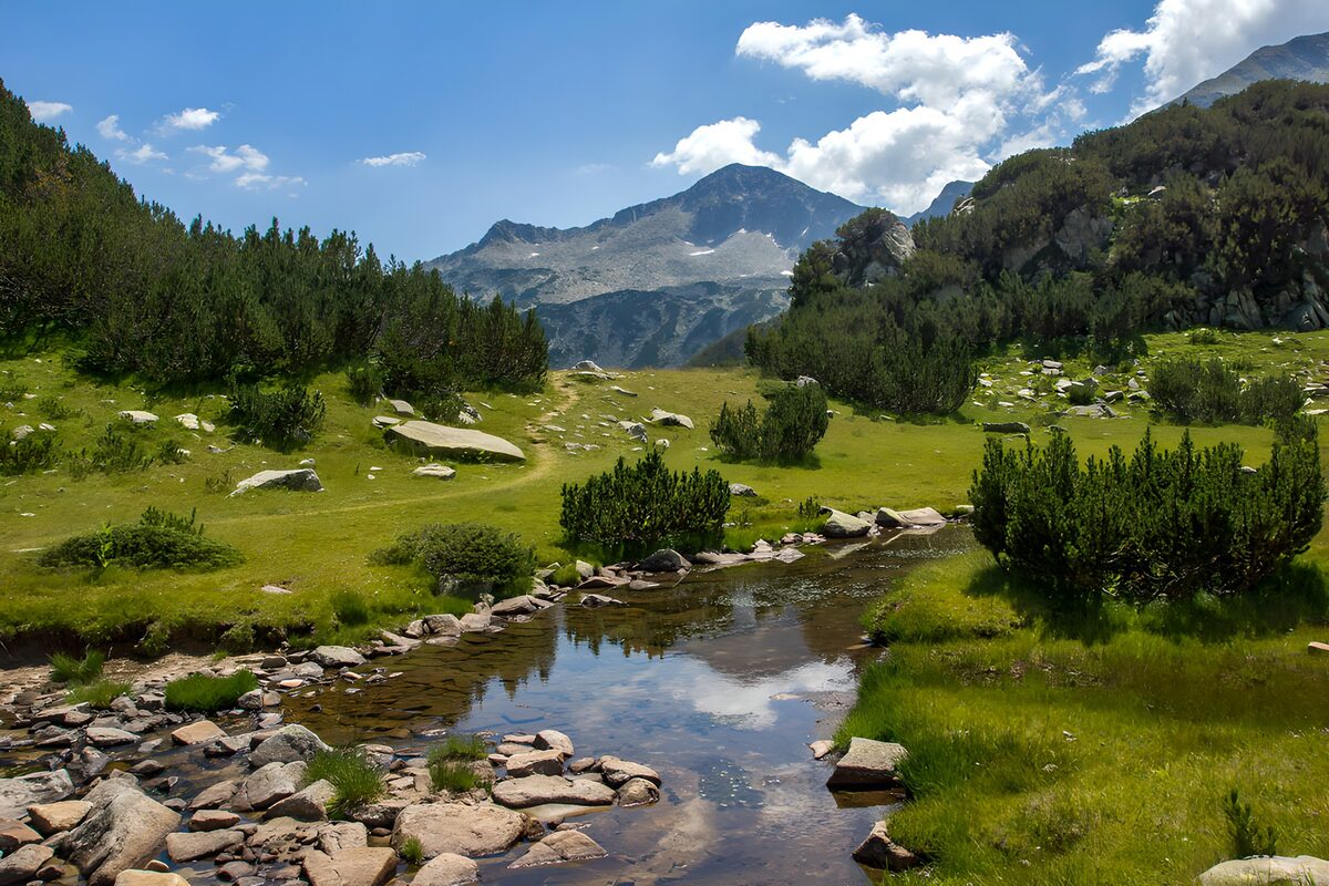 Sunlit stream through a mountain meadow
