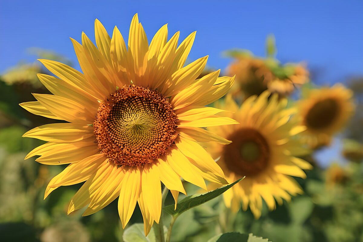 Sunflower close-up in summer sunshine