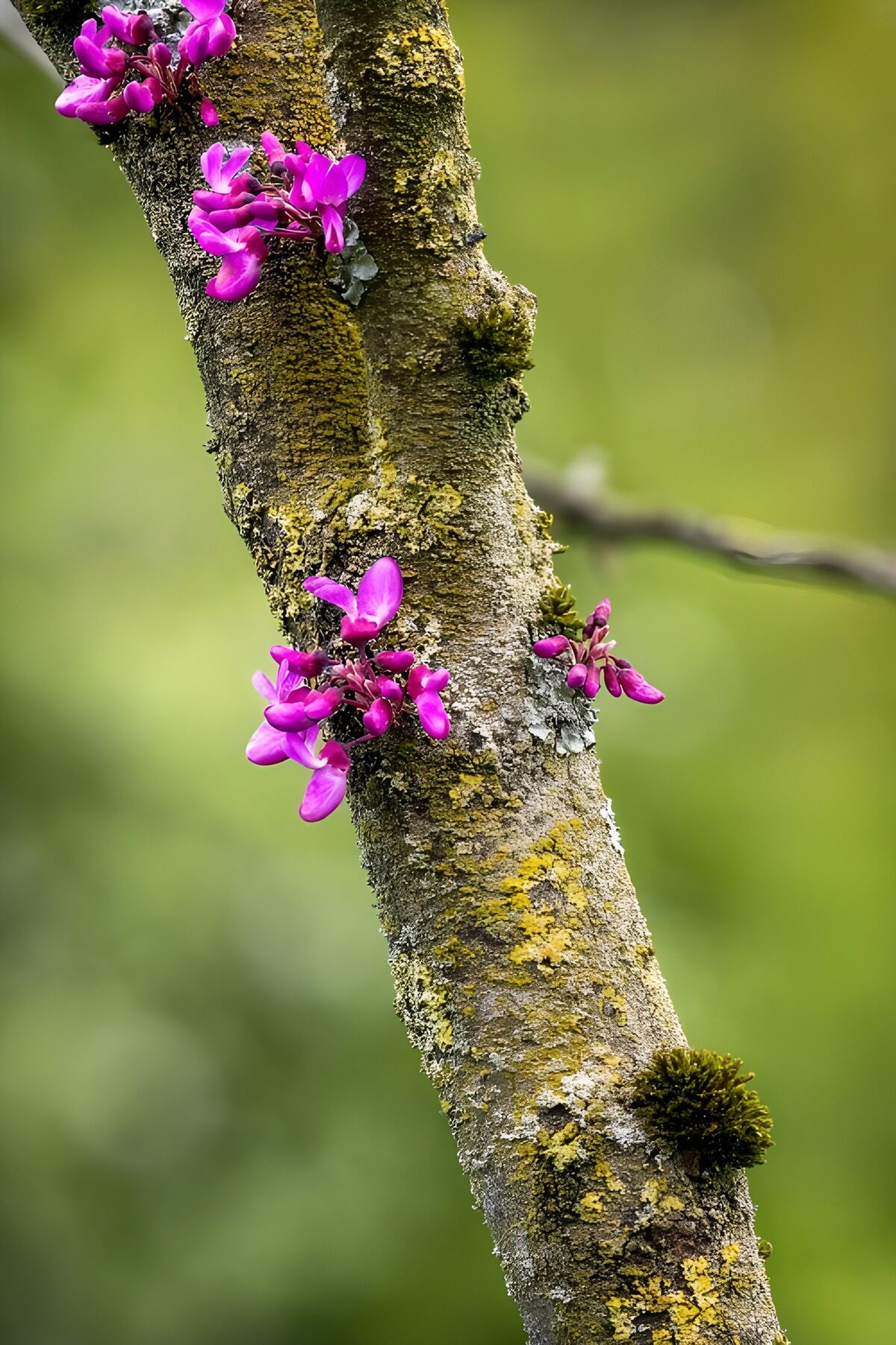 Pink blossom on weathered bark