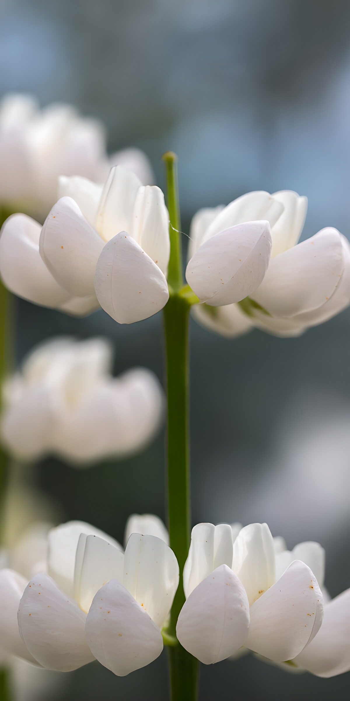 White blossoms in soft daylight