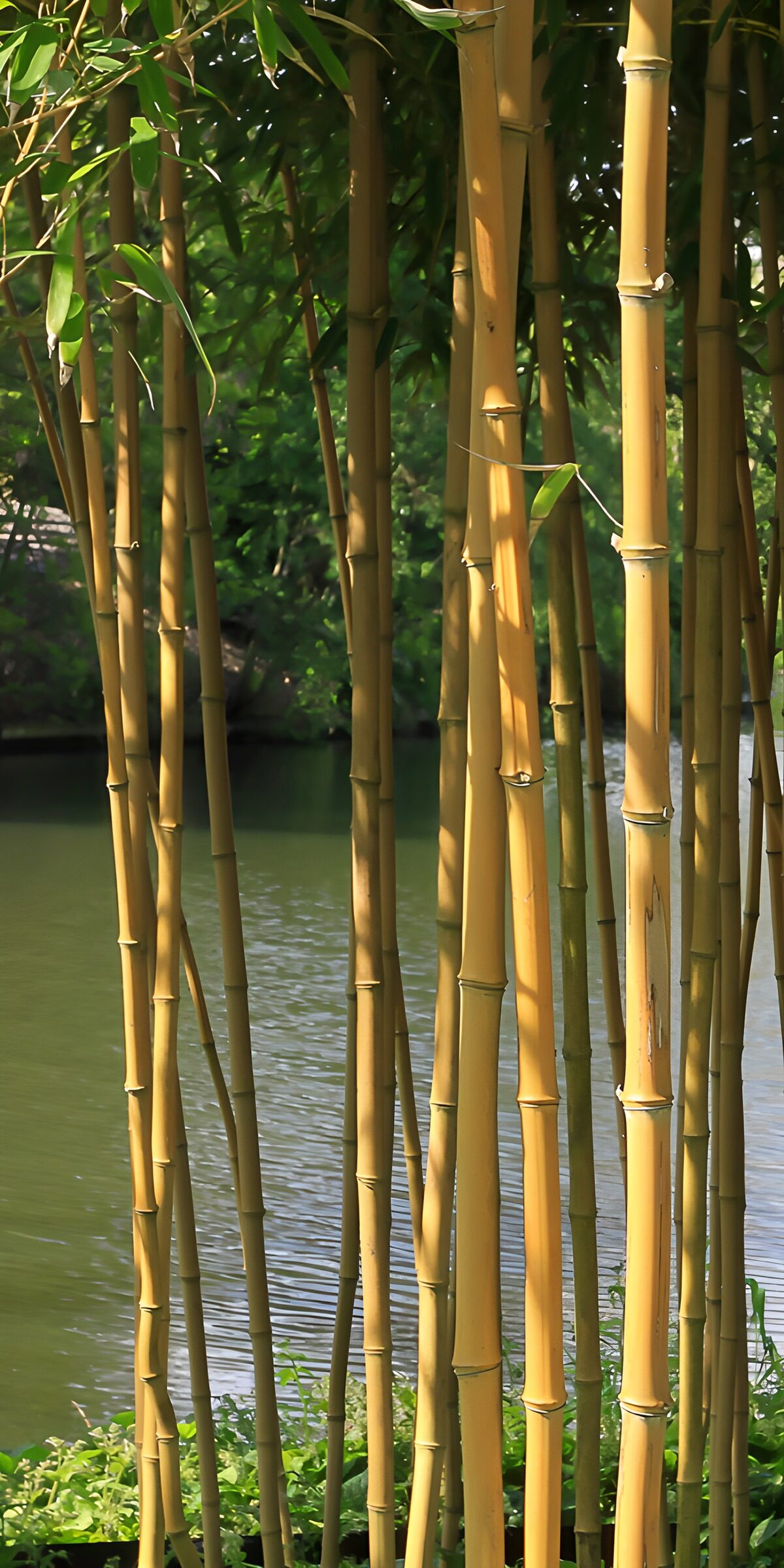 Golden bamboo, silver ripples