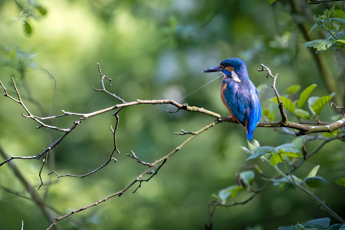 Kingfisher keeping watch on a bare branch