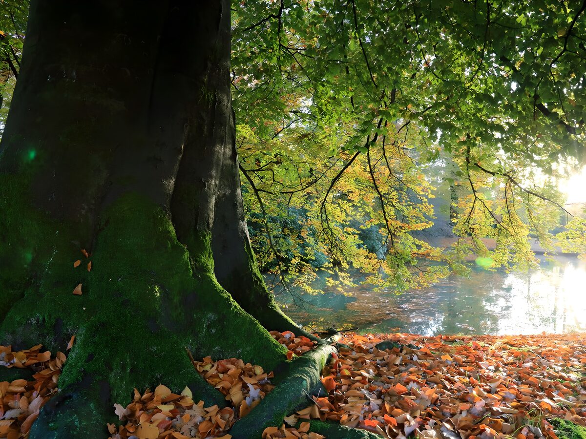 Mossy tree roots beside sunlit water