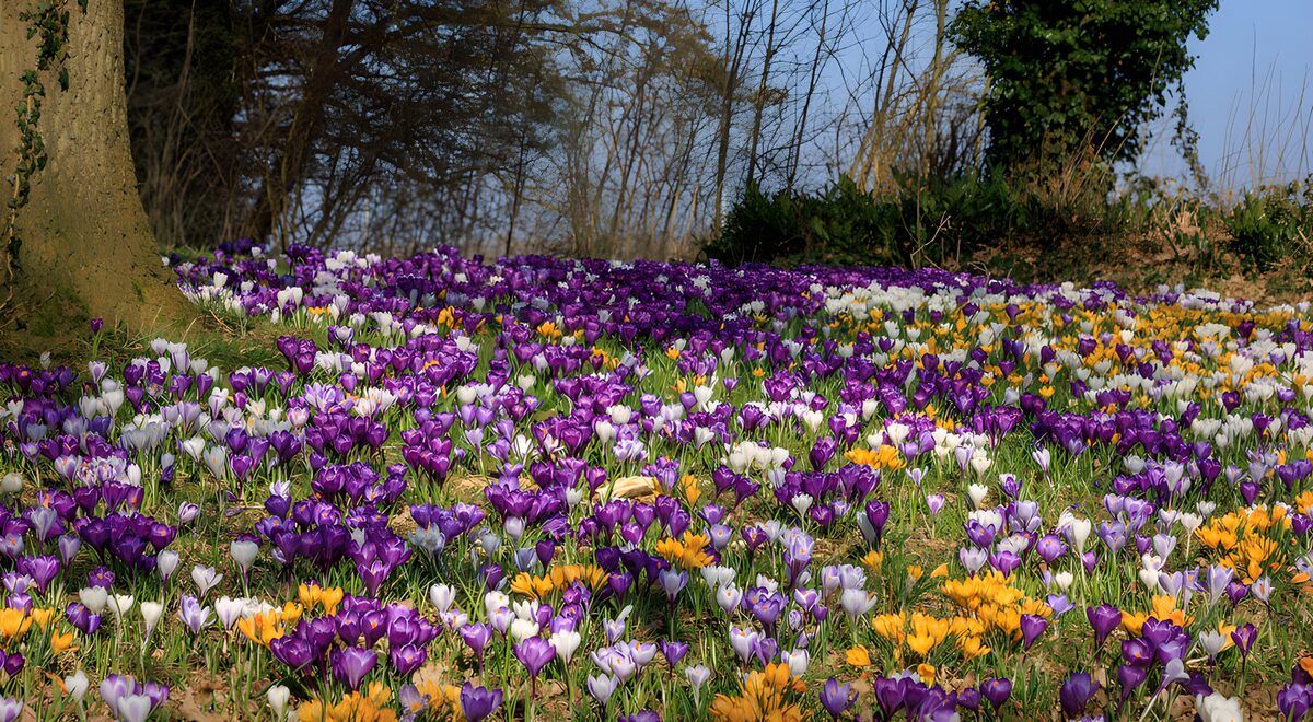 Sunlit crocuses beneath the trees