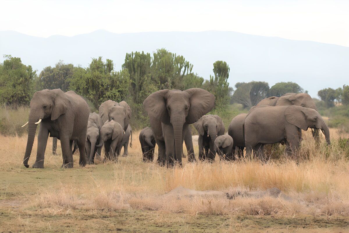 Elephant herd in quiet grassland