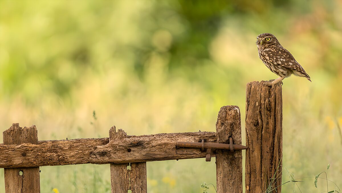 Little owl above a golden blur