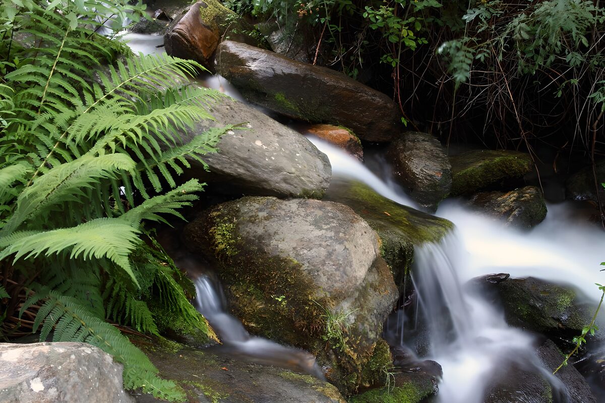 Fern-lined stream in soft shade