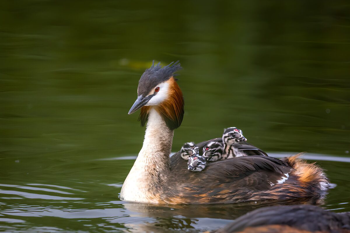 Great crested grebe with chicks on board