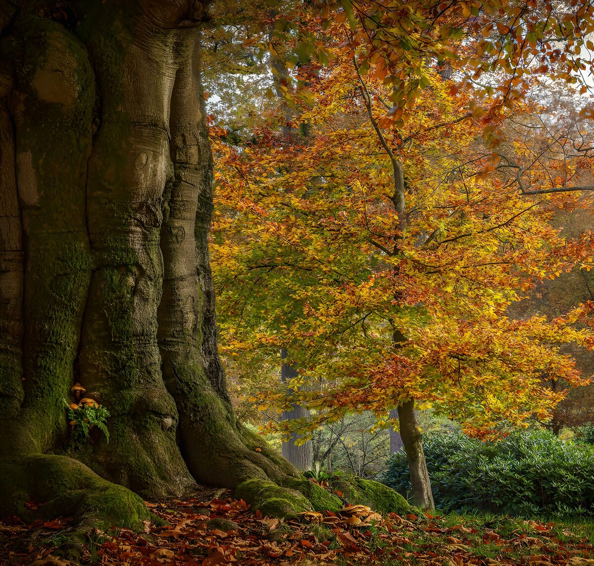 Mossy trunk in a golden autumn wood