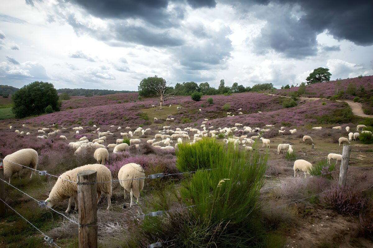 Sheep on purple heath under grey skies