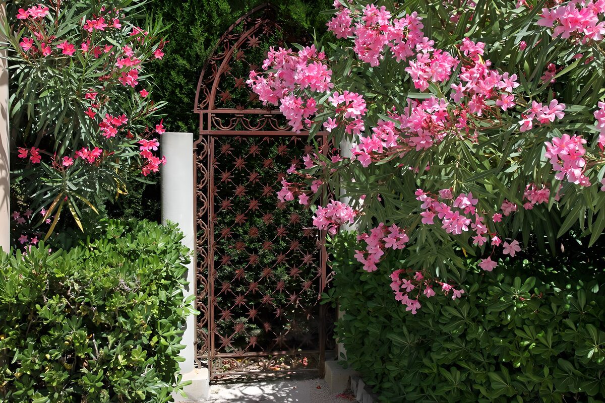 Secluded garden gate with pink oleander