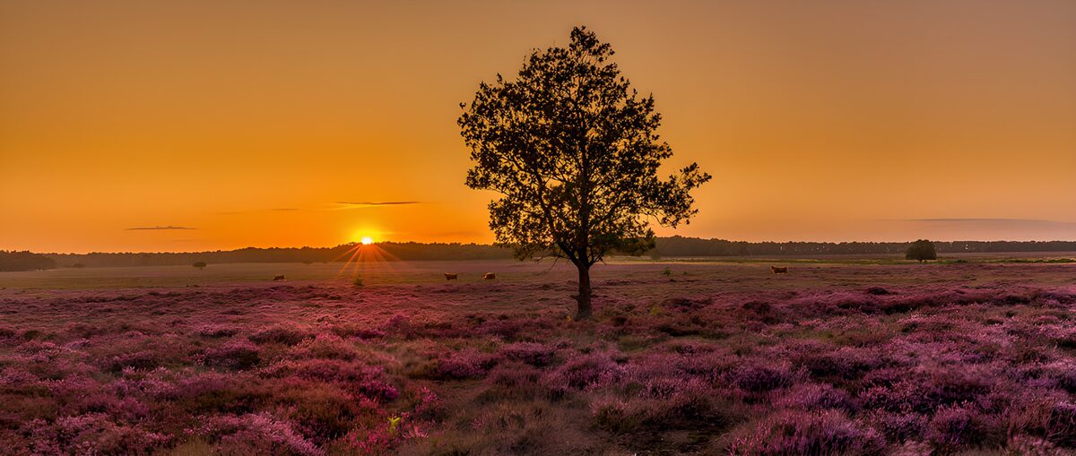 Lone tree and heather in golden light