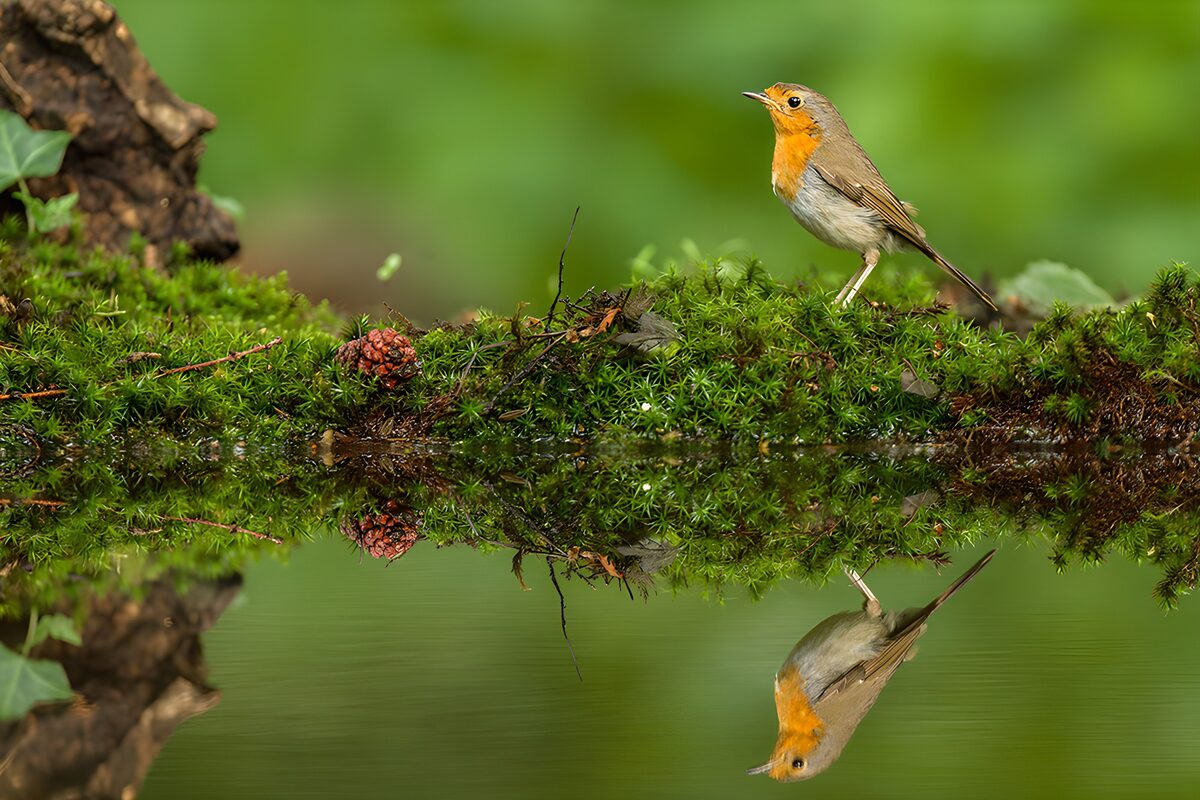 Robin on moss beside quiet water