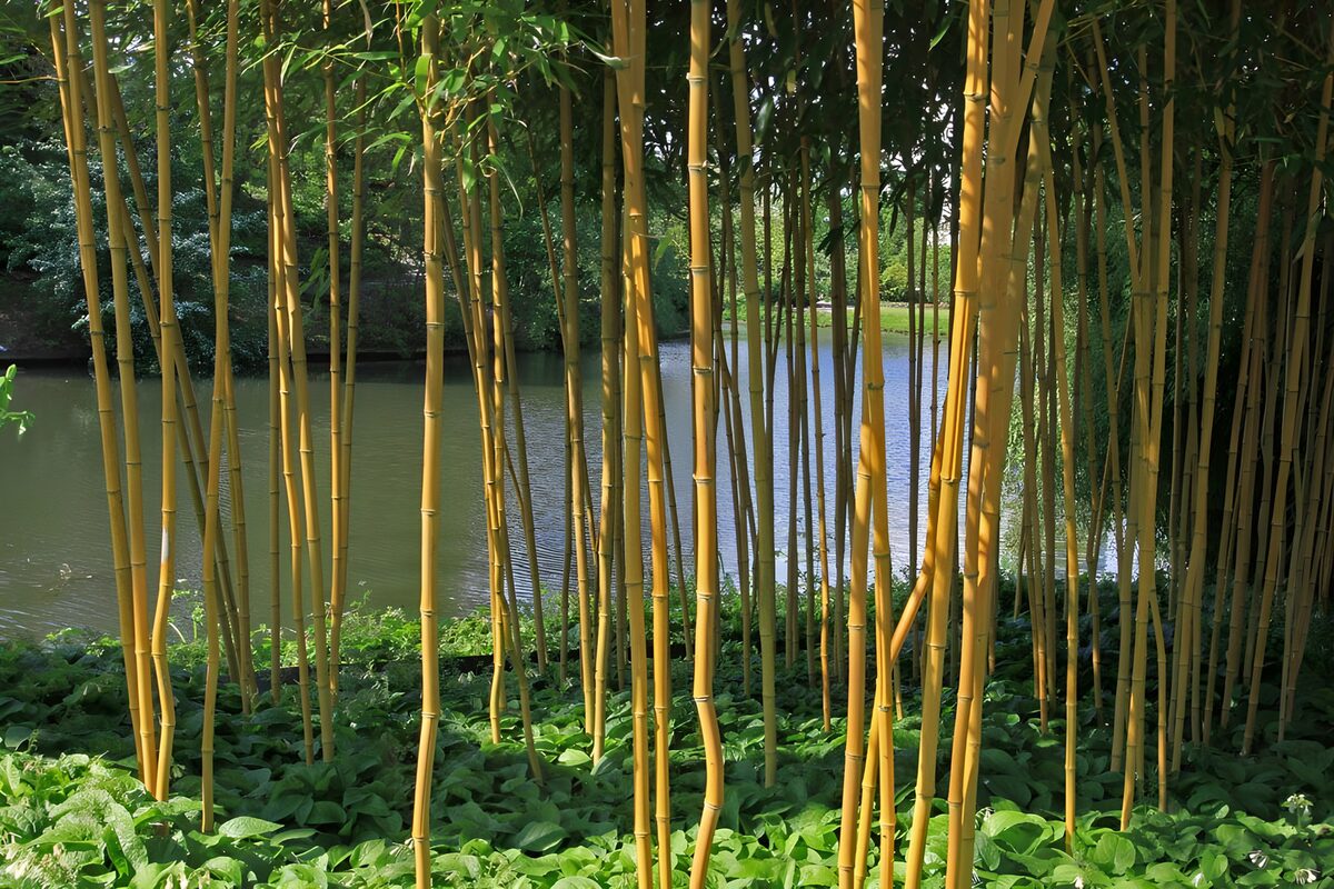 Sunlit bamboo beside the pond