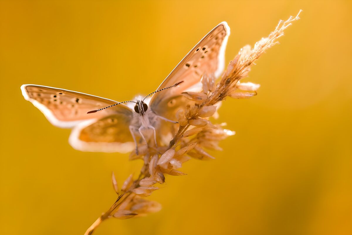 Butterfly on grass in a golden glow
