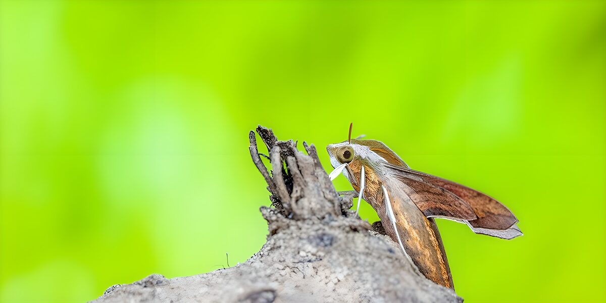 Brown moth at rest on weathered wood
