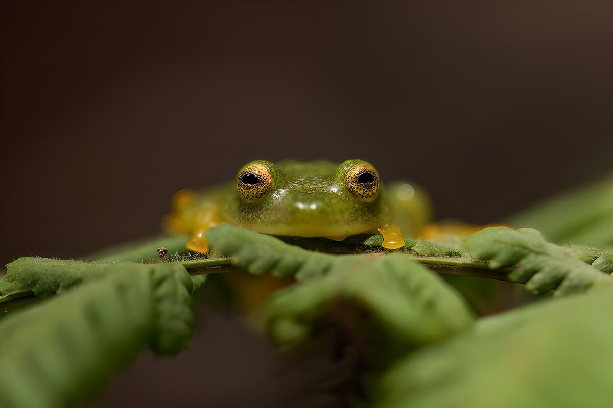 Green frog peeping over a leafy stem