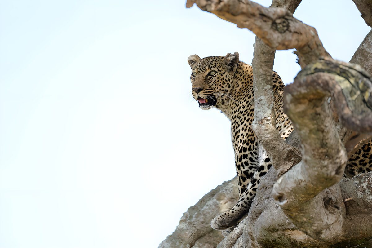 Watchful leopard among thick branches
