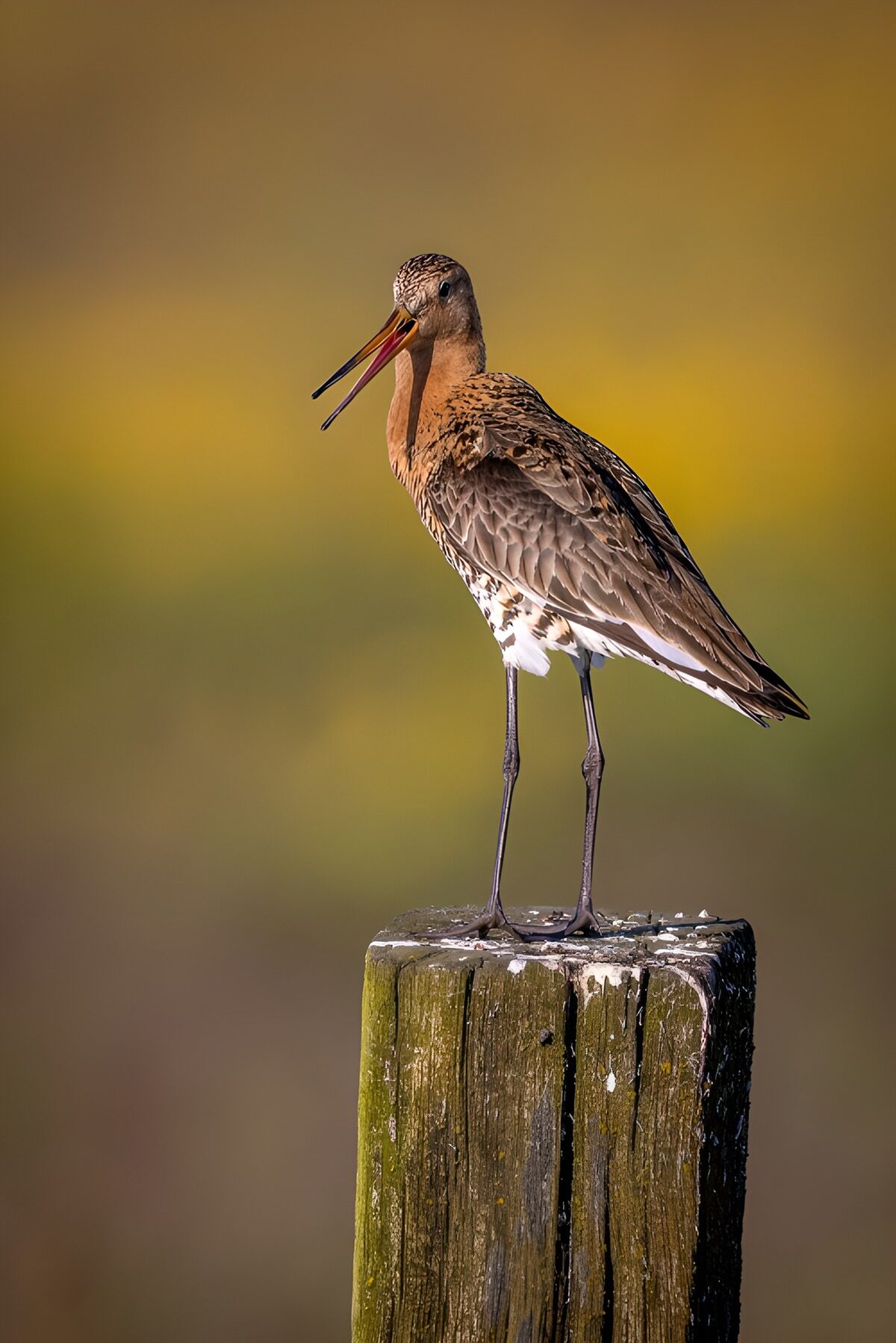 A godwit in a wash of gold and green