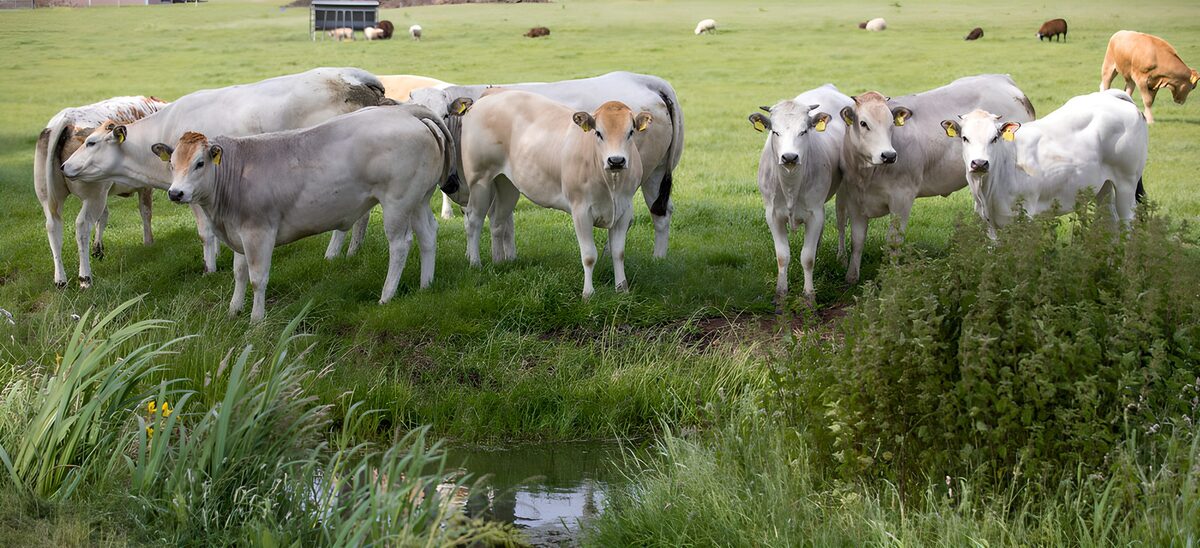 Pale cattle by a quiet pasture ditch