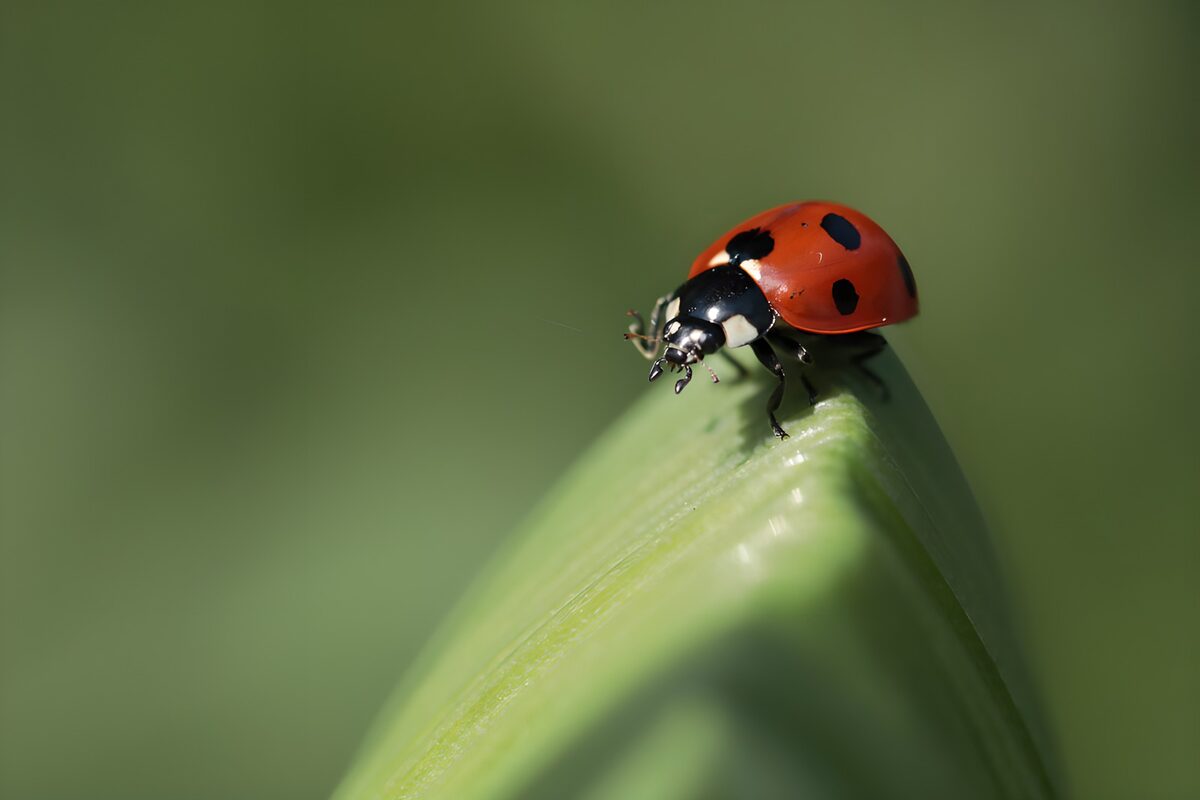 Ladybird on a sunlit green leaf