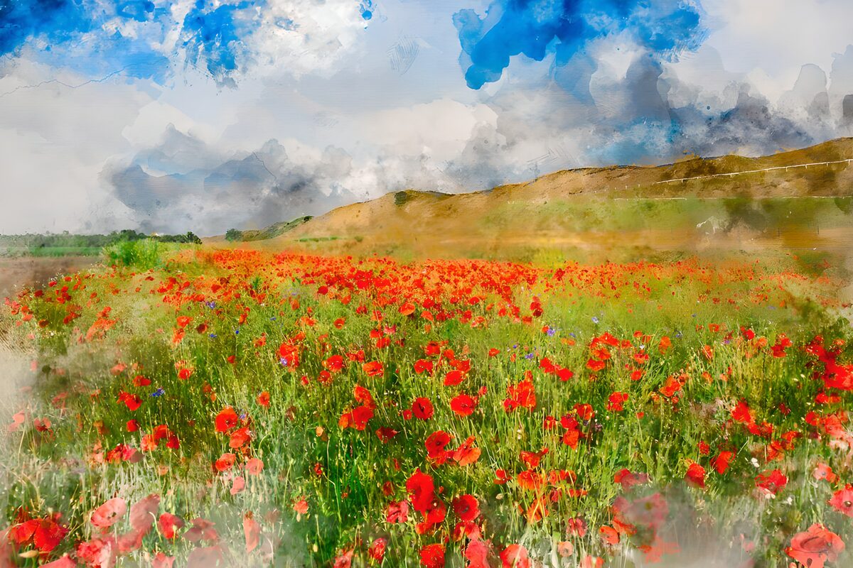 Red poppy meadow beneath a bright sky