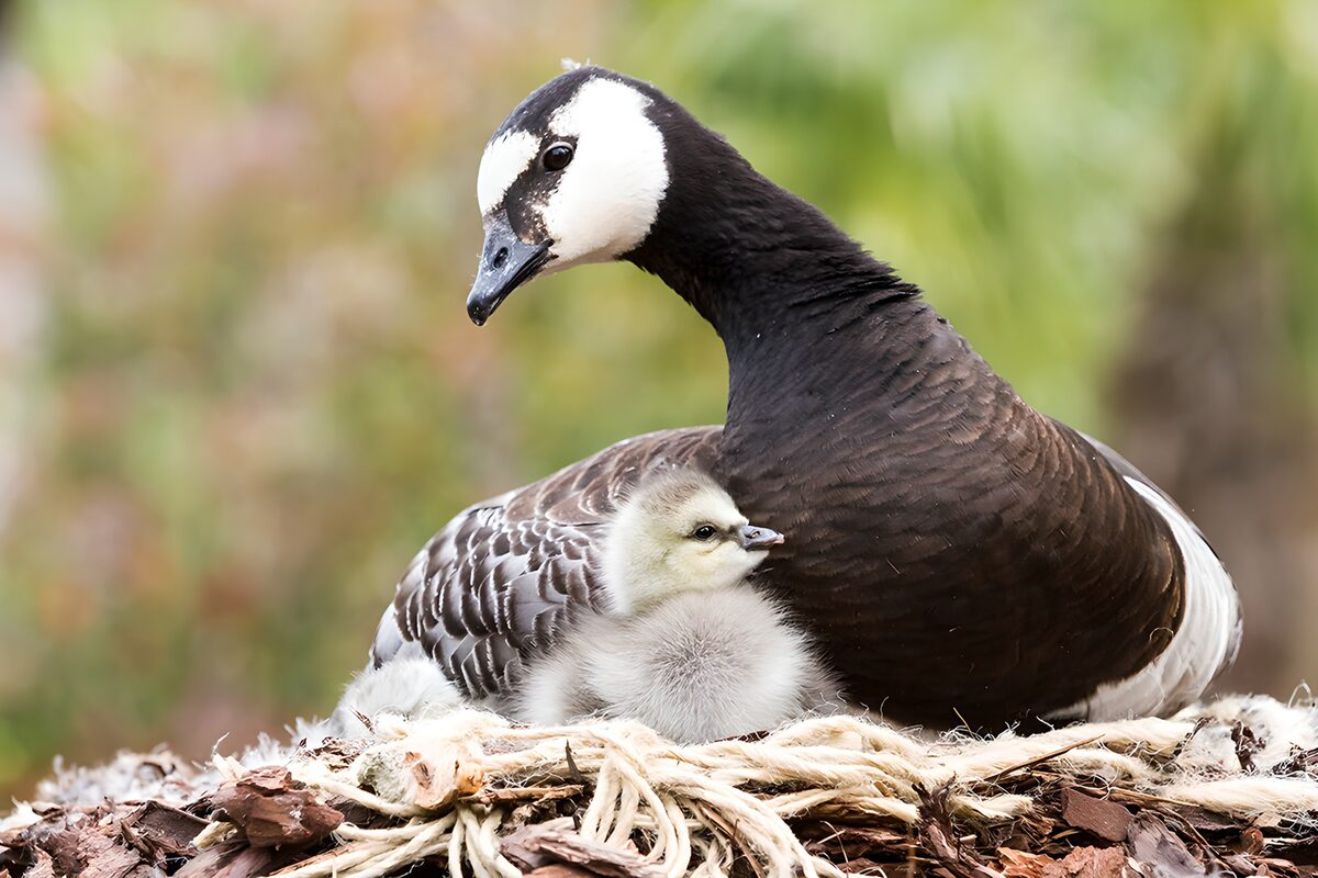 Barnacle goose and gosling at rest