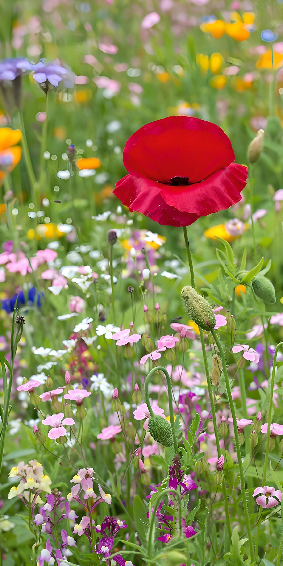 Red poppy above a sunlit flower meadow