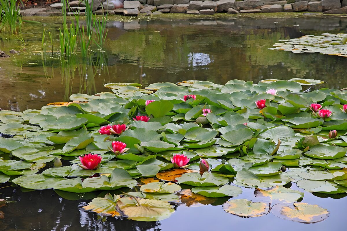 Pink water lilies in a hush of green