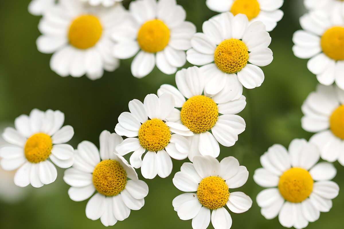 White daisies in soft daylight