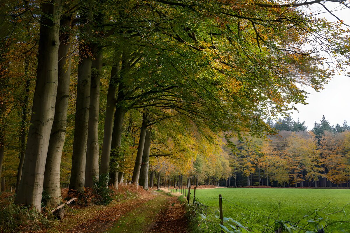 Quiet beech path beside a green meadow