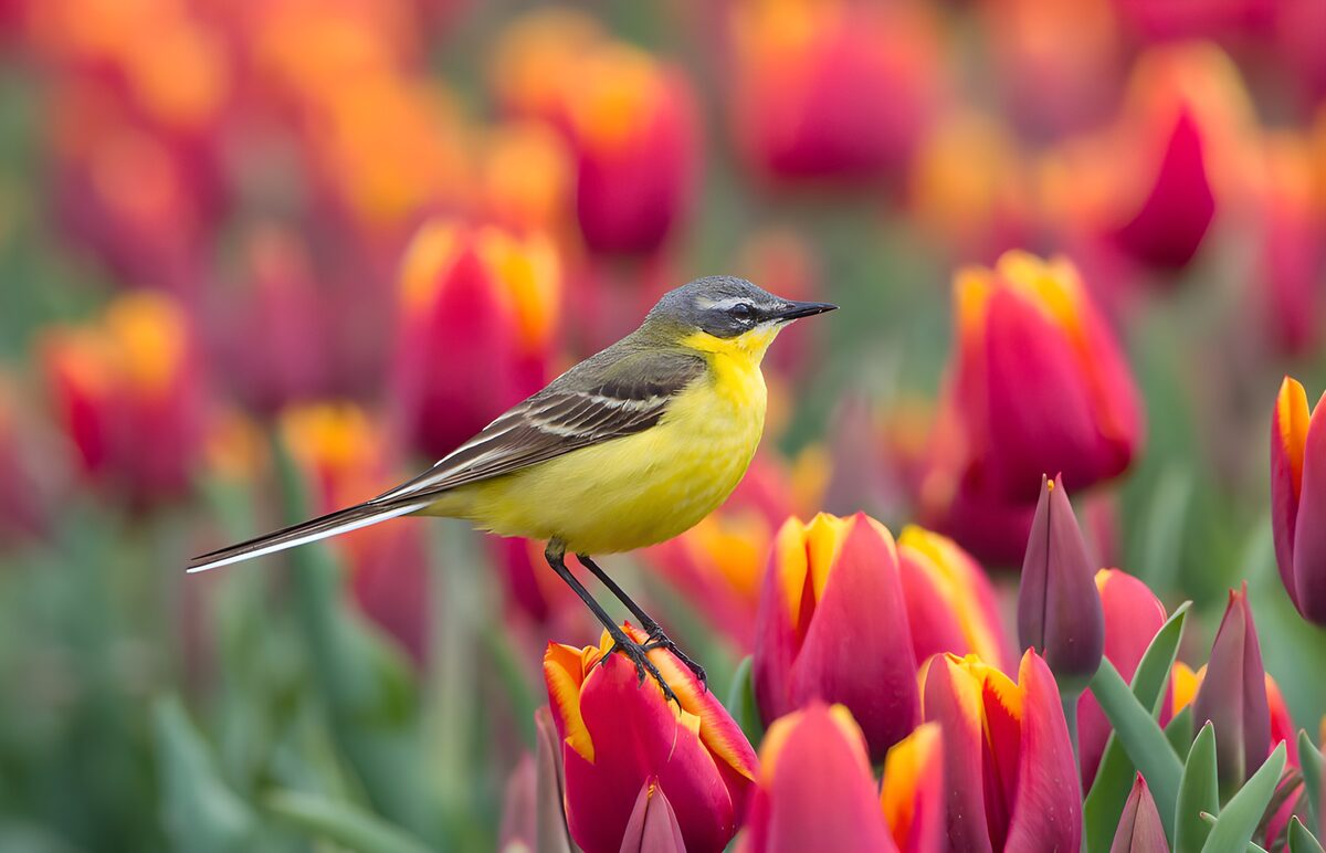 Yellow wagtail on a spring tulip