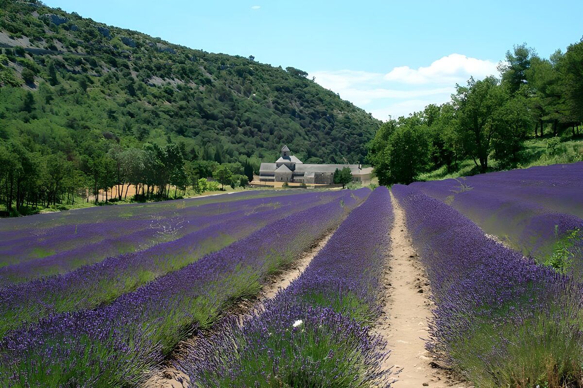 Sunlit abbey beyond the lavender fields