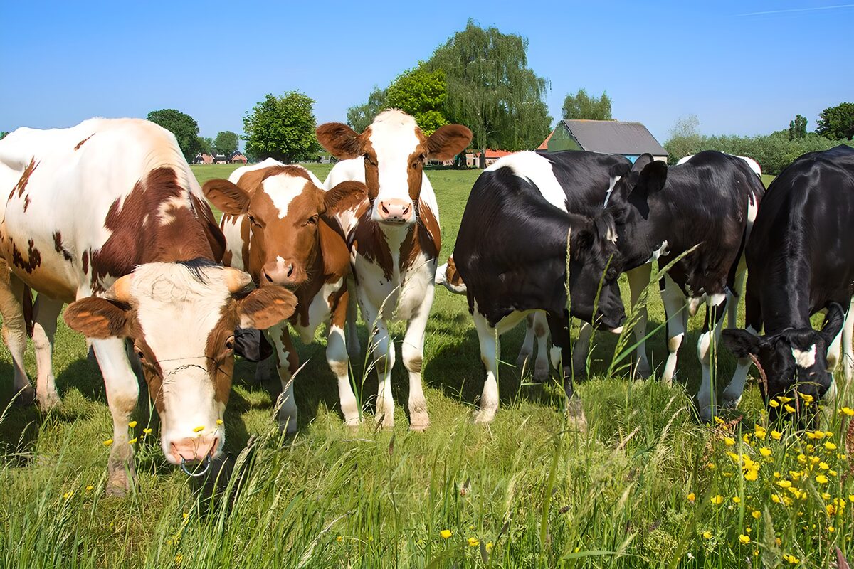 Curious cows in a summer pasture