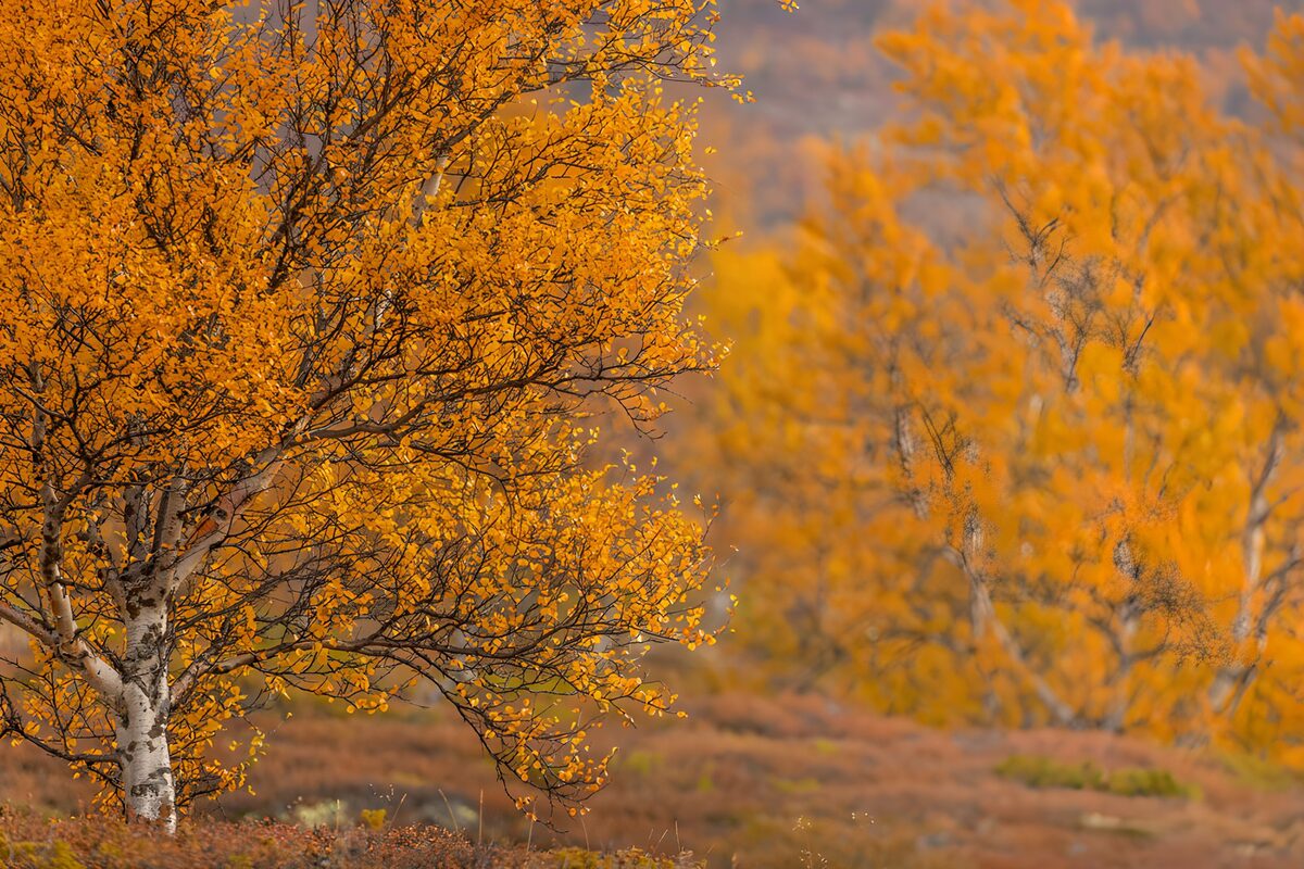 Autumn birch in golden leaf
