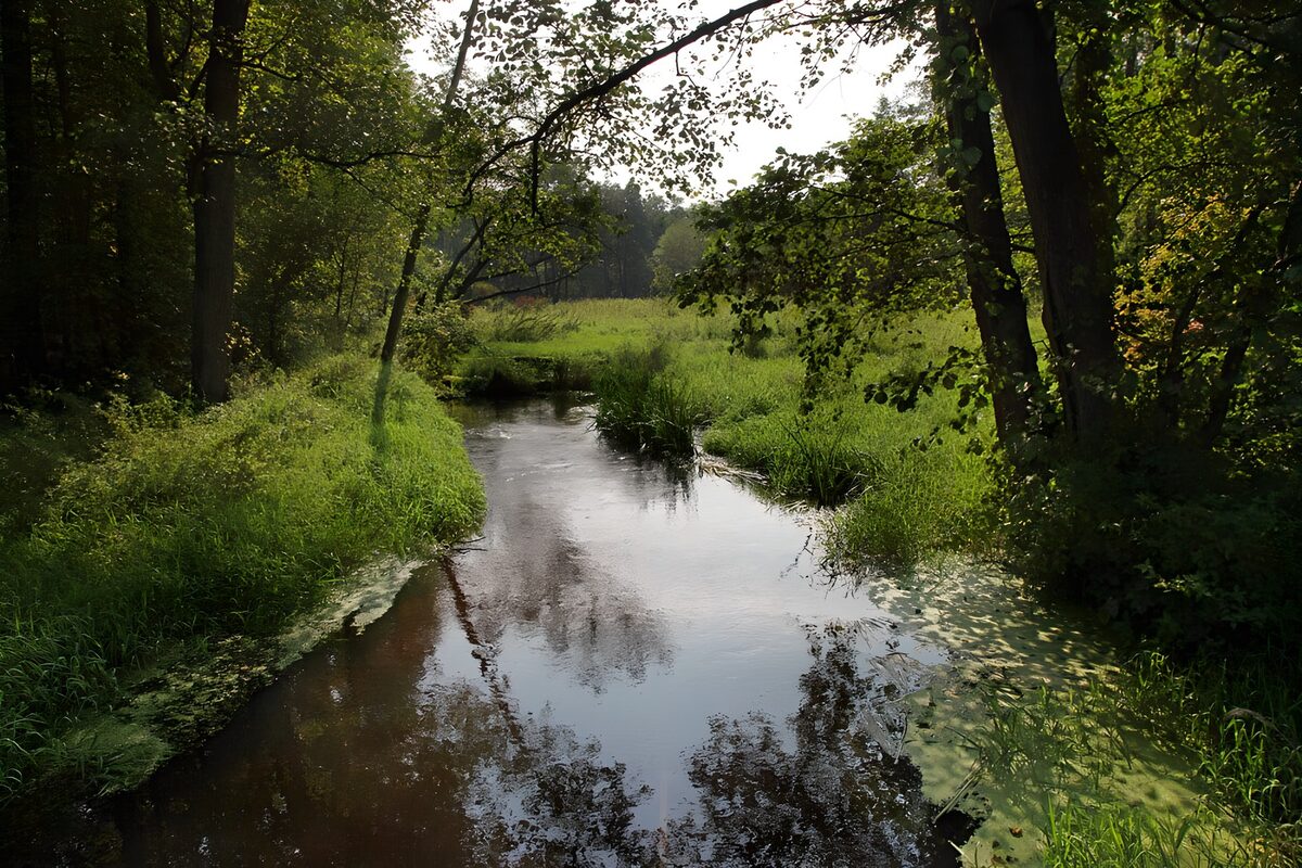 A quiet stream through green woodland