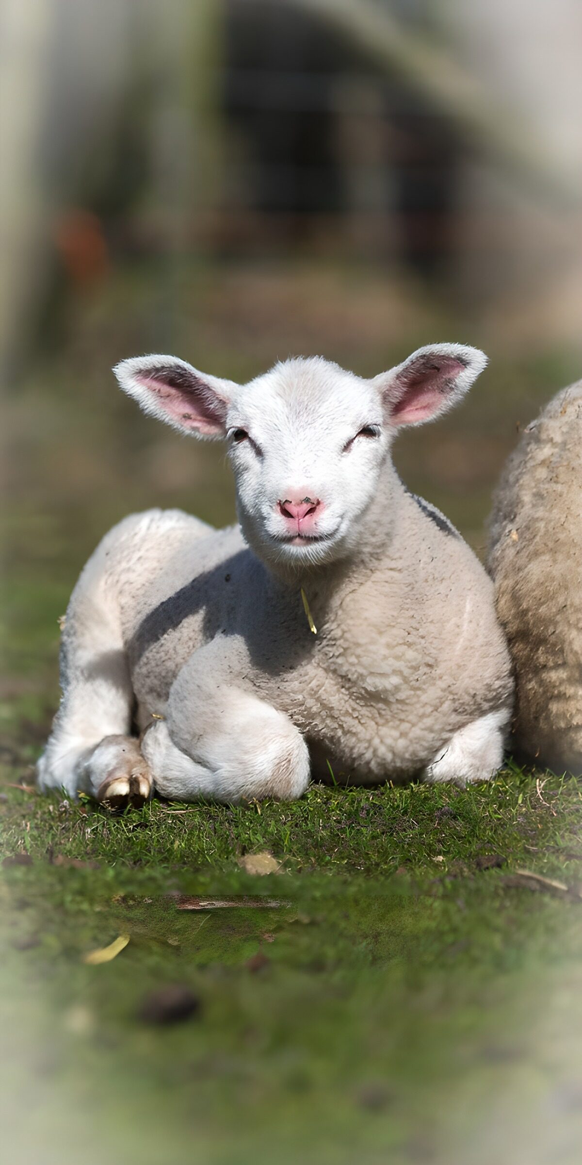 White lamb resting in the sunshine