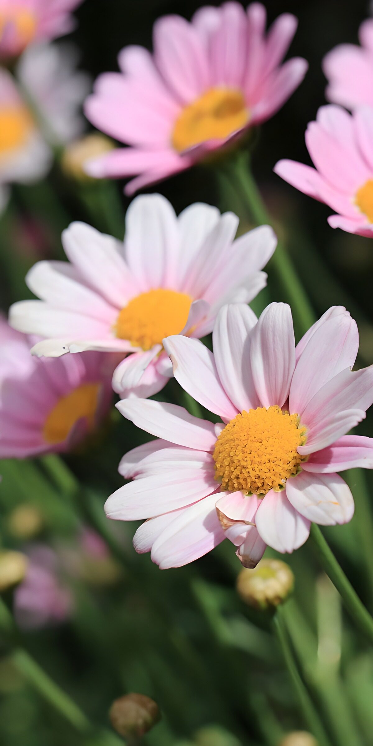 Pink and white daisies in summer sun