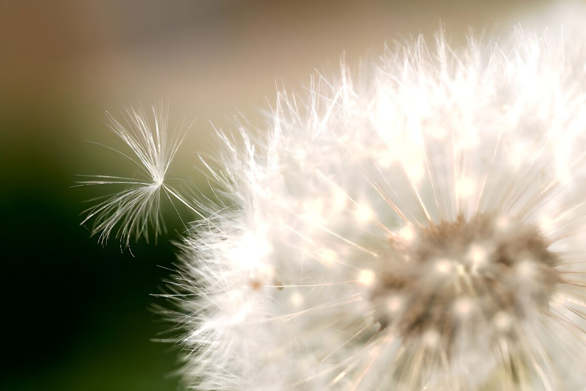 Dandelion seed head in soft backlight