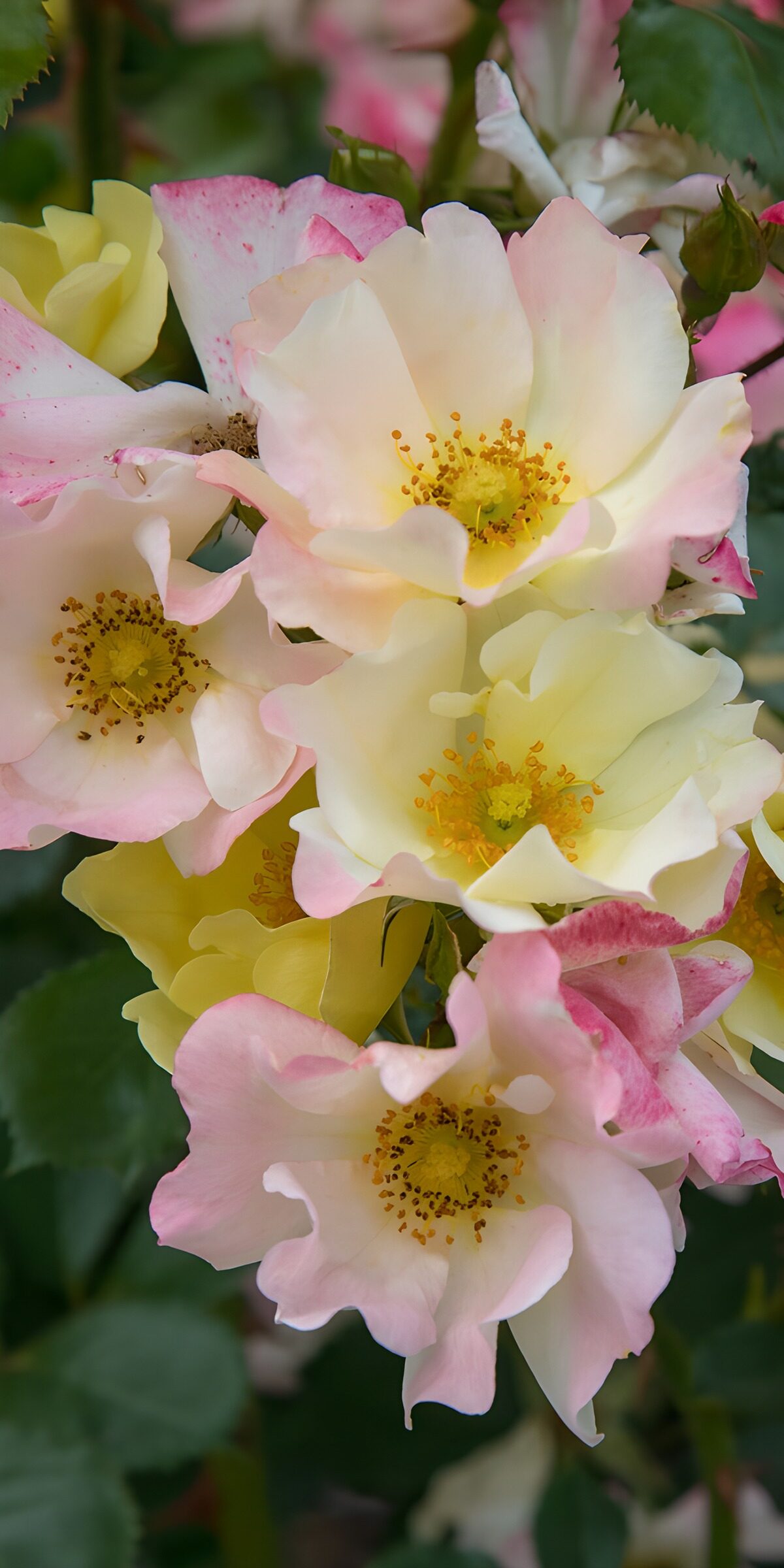 Soft pink, cream and yellow roses
