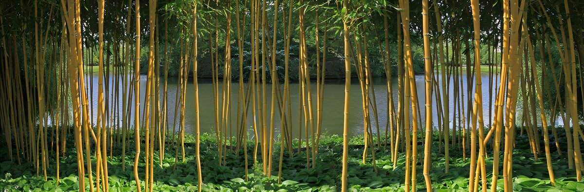 Golden bamboo beside a shaded pond