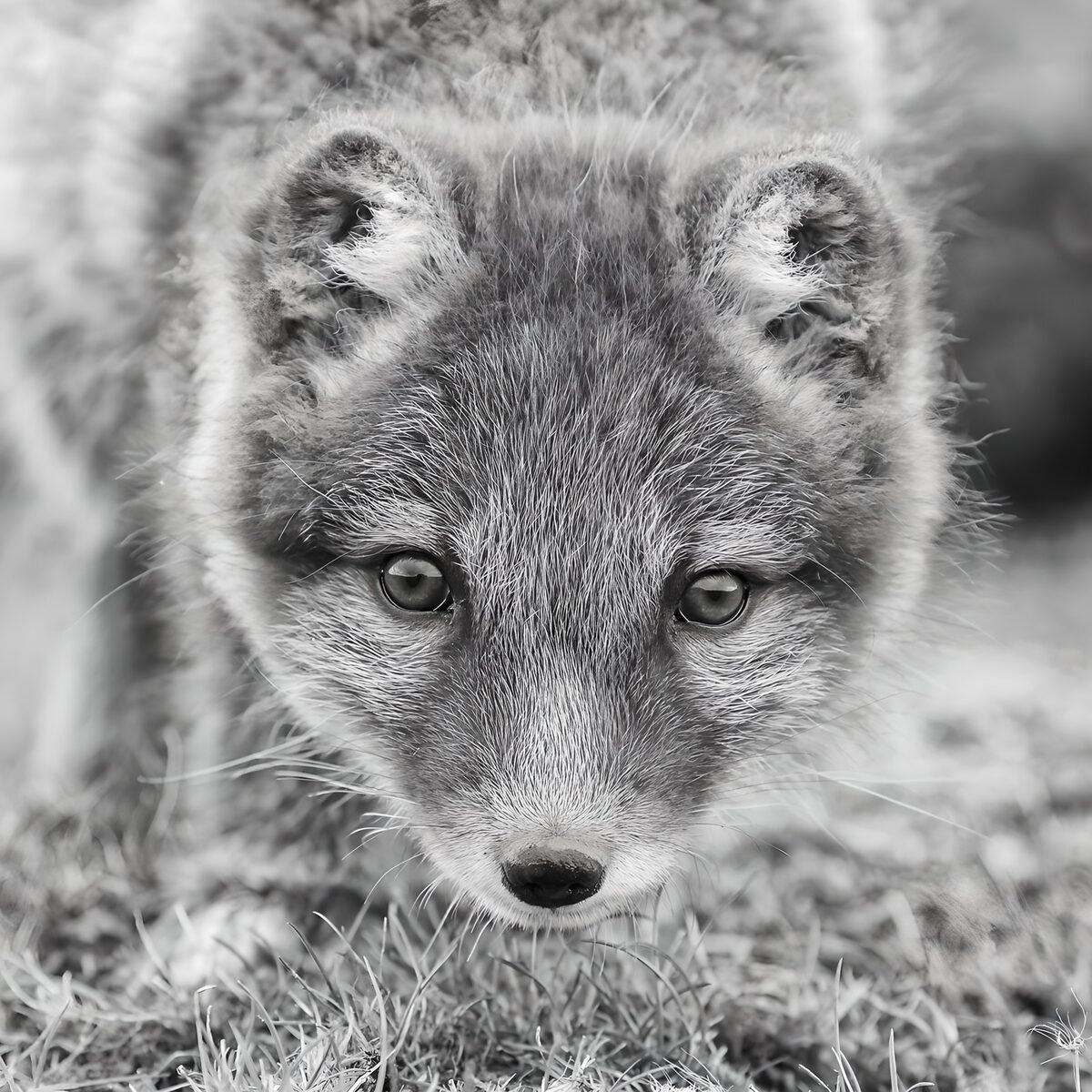 A curious fox cub in black and white