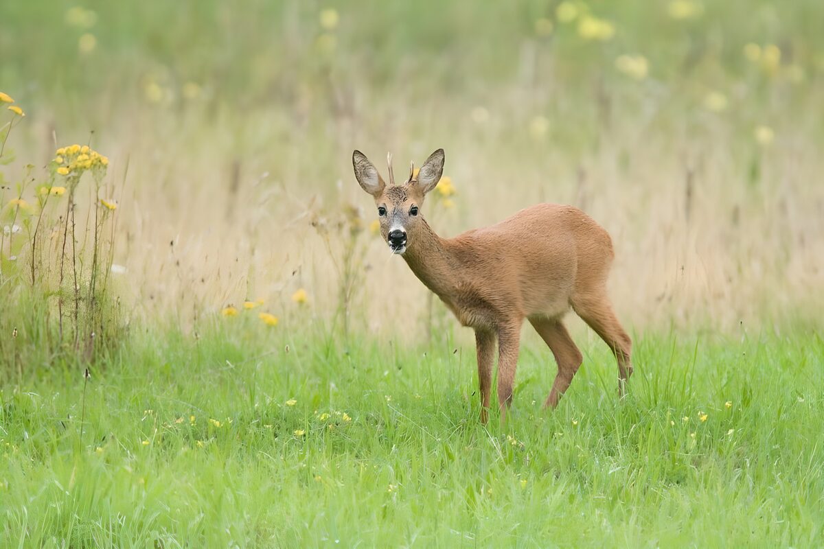 Roe deer buck in a flowering meadow