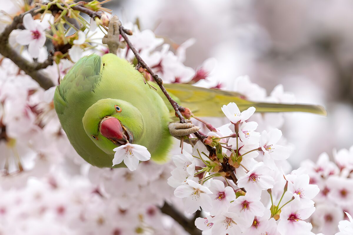 Green parakeet hanging in spring blossom