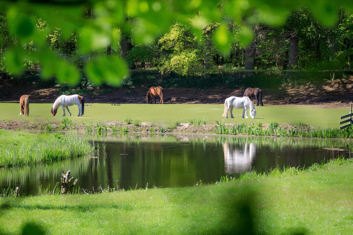 Horses grazing beside a quiet pond